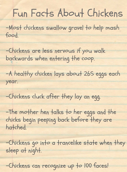 Little Boy Runs From Hungry Chickens Fun With Kids